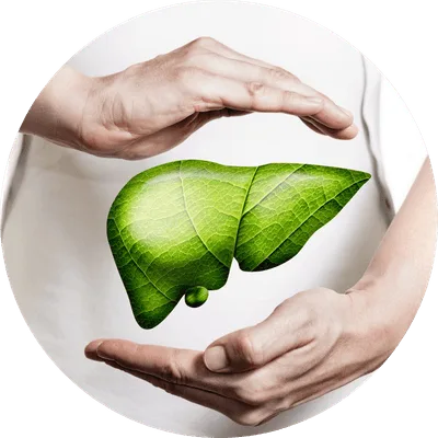 Passo 3 — Absorção dos nutrientes